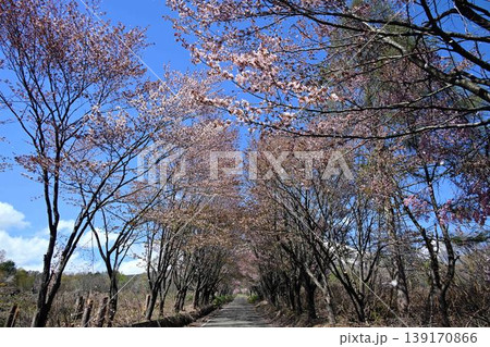 満開の桜と岩木山麓桜並木 139170866