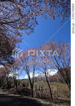 岩木山麓桜並木と岩木山 岩木山麓桜並木と岩木山 139170869