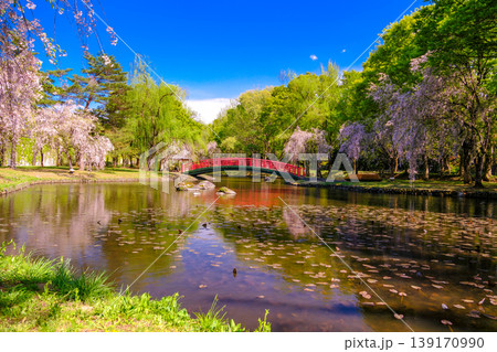 池に映る枝垂れ桜 池に映る枝垂れ桜 139170990