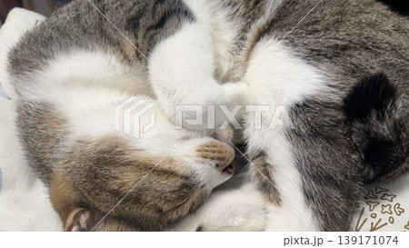 【保護猫】昼寝をする5歳のサバトラ猫 【保護猫】昼寝をする5歳のサバトラ猫 139171074