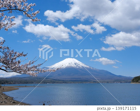 Mt Fuji in spring with blooming Sakura flowers on the side on a good weather day with blue sky Mt Fuji in spring with blooming Sakura flowers on the side on a good weather day with blue sky 139171115