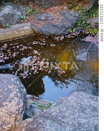 池に散った桜の花びら 池に散った桜の花びら 139171155