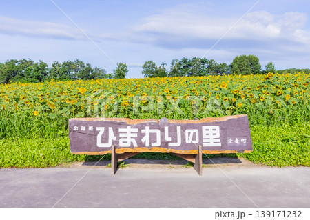 北竜ひまわりの里 北竜ひまわりの里 139171232