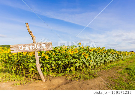 北竜ひまわりの里 北竜ひまわりの里 139171233