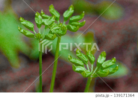 日本固有種の薬草キンポウゲ科コセリバオウレン 日本固有種の薬草キンポウゲ科コセリバオウレン 139171364