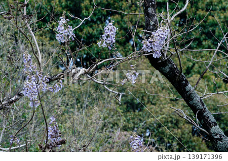 初夏の山野に咲くキリ科キリの花 初夏の山野に咲くキリ科キリの花 139171396