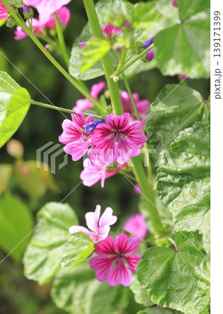 銭葵(ゼニアオイ)の花 銭葵(ゼニアオイ)の花 139171399