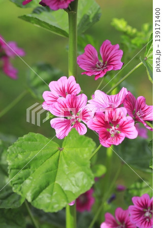 銭葵（ゼニアオイ）の花　 139171400