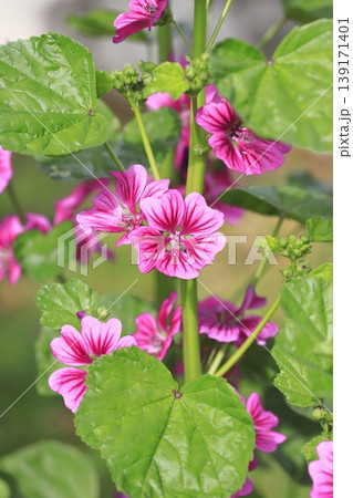 銭葵（ゼニアオイ）の花　 139171401