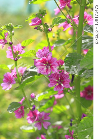 銭葵（ゼニアオイ）の花　 139171475