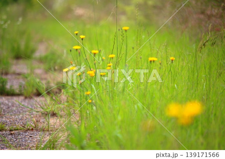 自然に咲く道端の黄色いお花 139171566