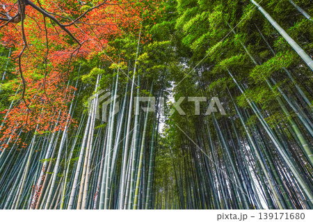 化野念仏寺 竹林 化野念仏寺 竹林 139171680