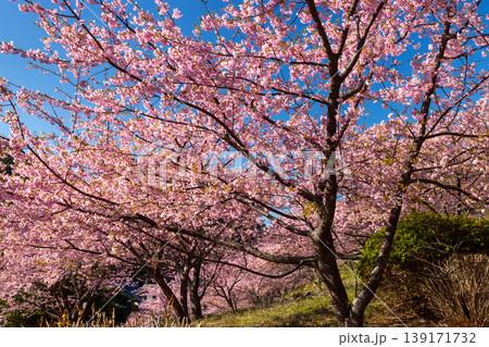 静岡県賀茂郡松崎町雲見　斜面に群生する満開の早咲き河津桜 139171732