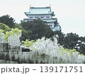 名古屋城と藤の花1 139171751