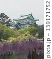 名古屋城と藤の花2 139171752