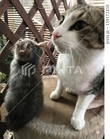 のら猫のいる生活 のら猫のいる生活 139171838
