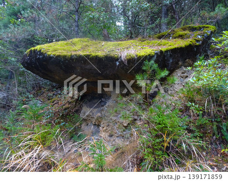 立雲峡の登山道にある苔の生えた岩（兵庫県朝来市） 139171859