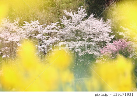 水仙と桜 139171931