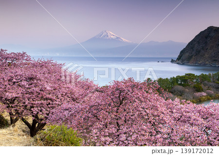 静岡県沼津市井田 斜面の満開の早咲き河津桜と駿河湾越しの早朝の朝陽を受ける冠雪した富士山の景色 静岡県沼津市井田 斜面の満開の早咲き河津桜と駿河湾越しの早朝の朝陽を受ける冠雪した富士山の景色 139172012