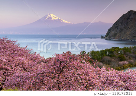 静岡県沼津市井田 斜面の満開の早咲き河津桜と駿河湾越しの早朝の朝陽を受ける冠雪した富士山の景色 静岡県沼津市井田 斜面の満開の早咲き河津桜と駿河湾越しの早朝の朝陽を受ける冠雪した富士山の景色 139172015