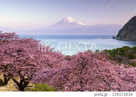 静岡県沼津市井田　斜面の満開の早咲き河津桜と駿河湾越しの早朝の朝陽を受ける冠雪した富士山の景色 139172016