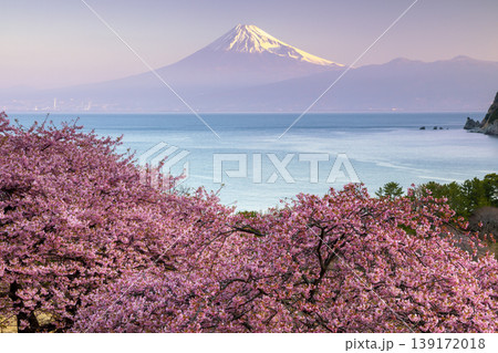静岡県沼津市井田 斜面の満開の早咲き河津桜と駿河湾越しの早朝の朝陽を受ける冠雪した富士山の景色 静岡県沼津市井田 斜面の満開の早咲き河津桜と駿河湾越しの早朝の朝陽を受ける冠雪した富士山の景色 139172018