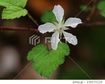 ニガイチゴの花 ニガイチゴの花 139172110
