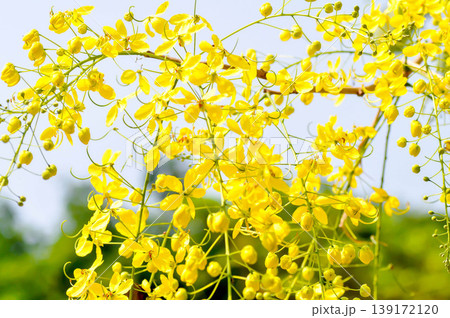 Golden shower , Cassia fistula or pudding pipe tree or Cassia fistula Linn and sky 139172120