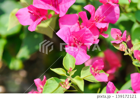 Bougainvillea or paper flower , red paper flower or fuchsia flower 139172121
