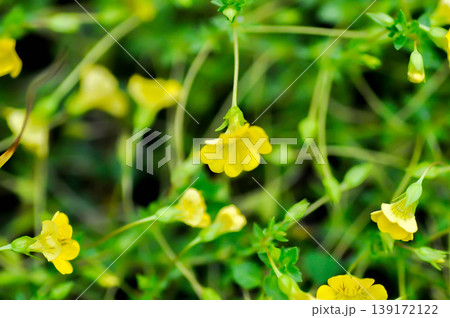 Gold Dust Mecardonia, Mecardonia Gold Dust or Mecardonia procumbens Mill Small or Plantaginaceae or yellow flower 139172122