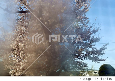 アパートから見える桜の木 139172140