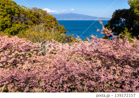 静岡県沼津市西浦江梨 大瀬崎近くの駿河湾を望む来ル海の早咲き河津桜 静岡県沼津市西浦江梨 大瀬崎近くの駿河湾を望む来ル海の早咲き河津桜 139172157