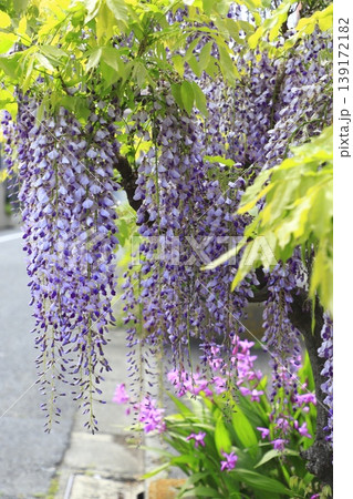 紫色の藤の花 139172182