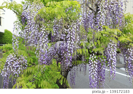 紫色の藤の花 紫色の藤の花 139172183