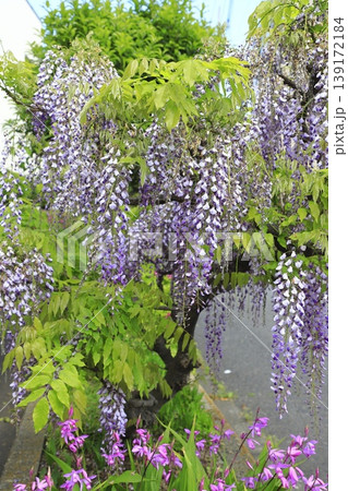 紫色の藤の花 139172184