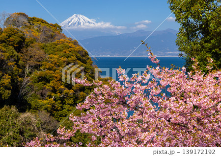 静岡県沼津市西浦江梨 大瀬崎近くの来ル海の早咲き河津桜と駿河湾越しの冠雪した富士山 静岡県沼津市西浦江梨 大瀬崎近くの来ル海の早咲き河津桜と駿河湾越しの冠雪した富士山 139172192