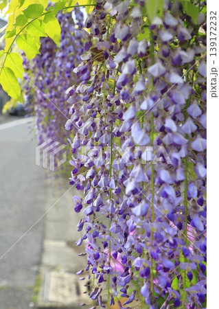 紫色の藤の花 紫色の藤の花 139172232