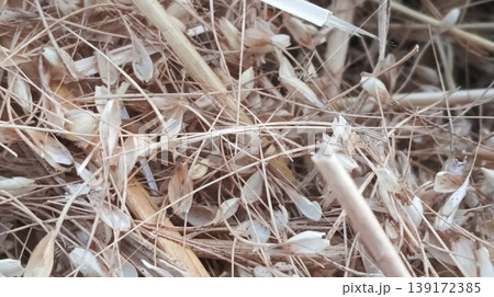 branches of white dry grass 139172385