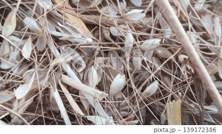 bird nest in the nest bird nest in the nest 139172386