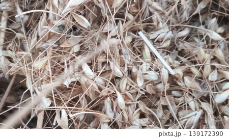 grass with hoarfrost seeds 139172390