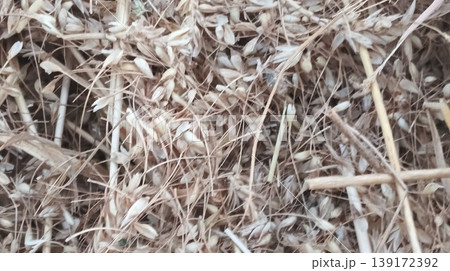 dry grass in the nest 139172392