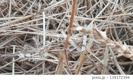 ears of wheat 139172394