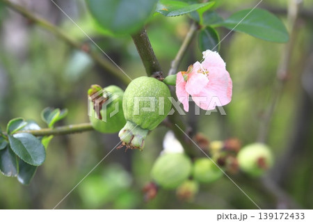 大きくなり始めた木瓜(ボケ)の実と花 大きくなり始めた木瓜(ボケ)の実と花 139172433