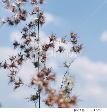 beautiful dandelion flowers on a cloudy blue sky background beautiful dandelion flowers on a cloudy blue sky background 139172435