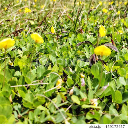 Background portrait of green grass spread on the ground with beautiful bright yellow flowers 139172437