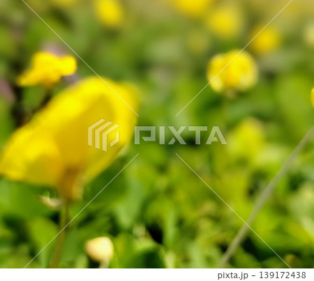 blurred background of green grass with yellow flowers 139172438