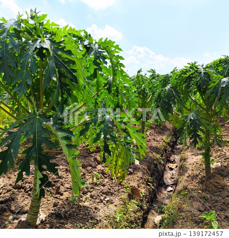 papaya fruit plantation in the garden papaya fruit plantation in the garden 139172457