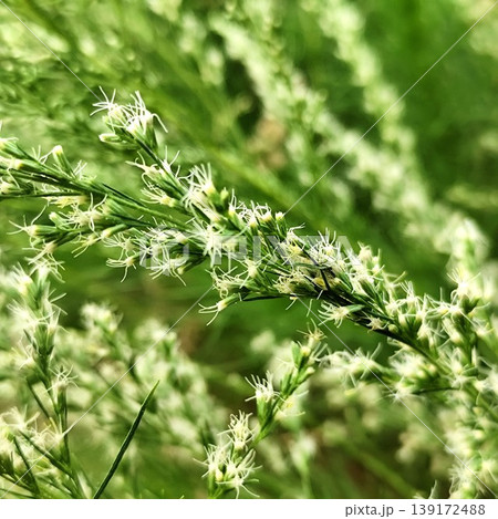 Dogfennel plants that are flowering can be used as herbal medicinal plants Dogfennel plants that are flowering can be used as herbal medicinal plants 139172488