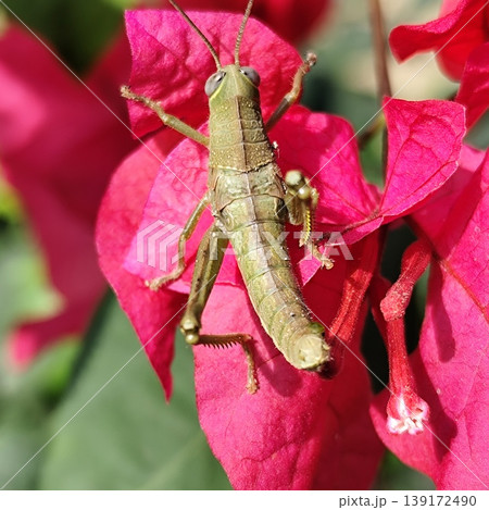 A large grasshopper landed on a bougainvillea flower A large grasshopper landed on a bougainvillea flower 139172490