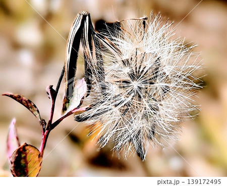 close-up photo of beautiful dandelion flowers close-up photo of beautiful dandelion flowers 139172495